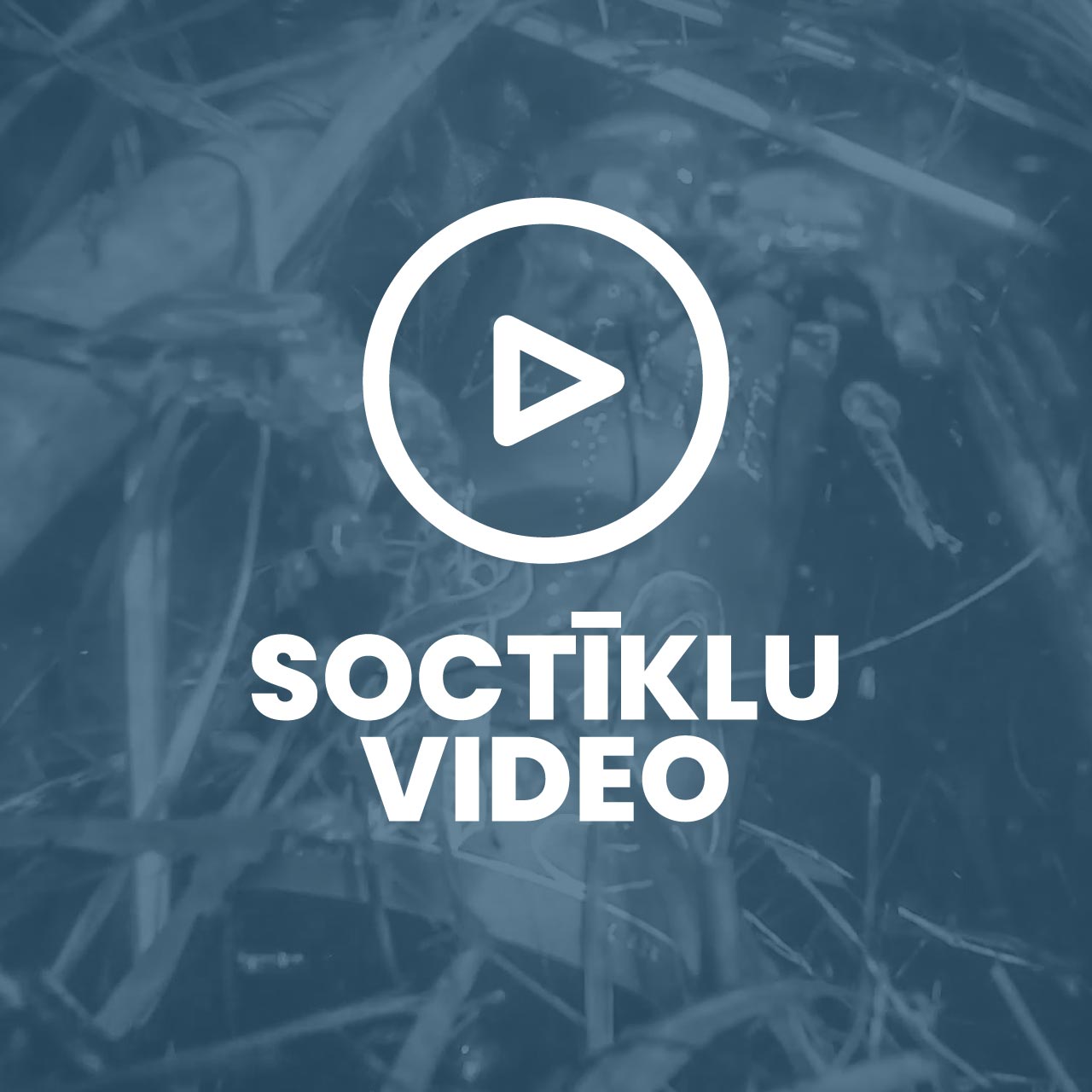 Malduguns Dzelme video rullītis